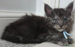 Maine Coon cats for sale: Maine Coon Kittens - Image 9