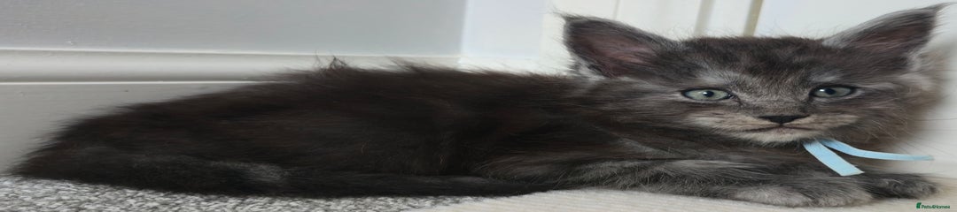 CYAN