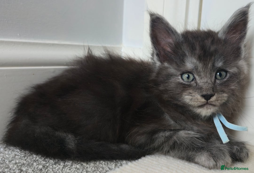 Maine Coon cats for sale: Maine Coon Kittens - Image 9