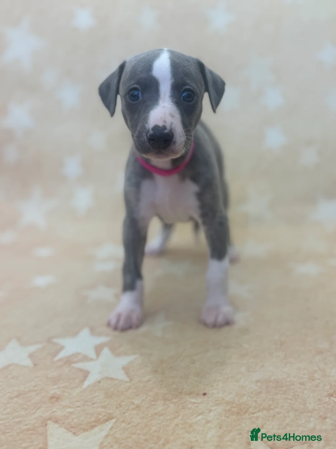 Whippet dogs for sale: Top quality KC registered Whippet pups - Advert 23