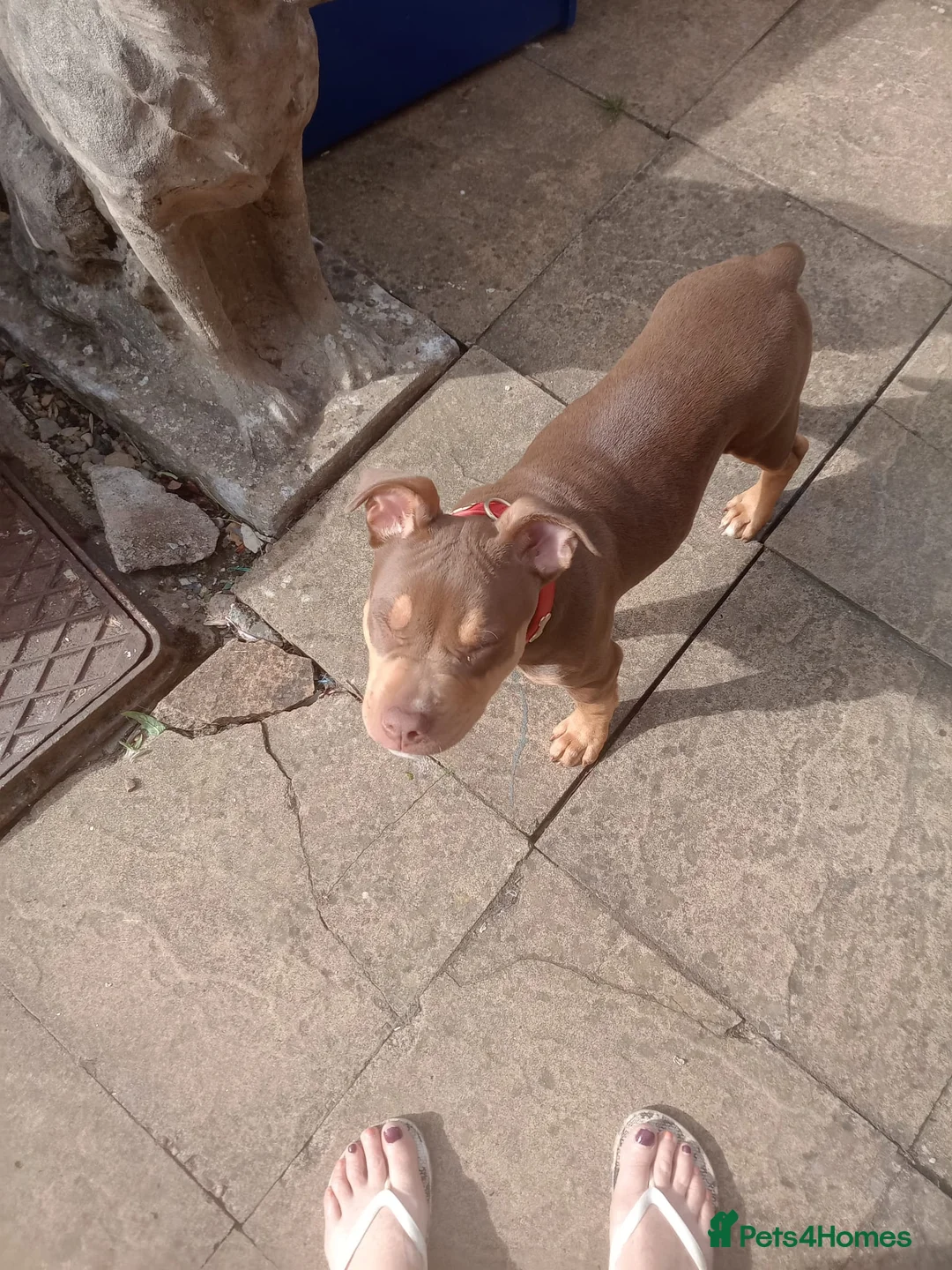 Mixed Breed dogs for sale: 15 week female stand american bully x rottweiler  in Brierley Hill - Advert 7