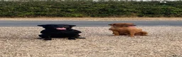Labrador Retriever dogs for sale: 1 black boy remaining, 60 FTCH within Parent’s  - Advert 10