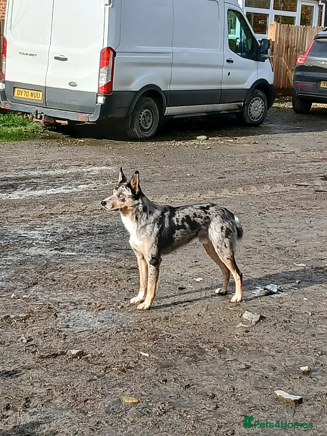 Border Collie dogs for sale: Blue merl border collies - Advert 8