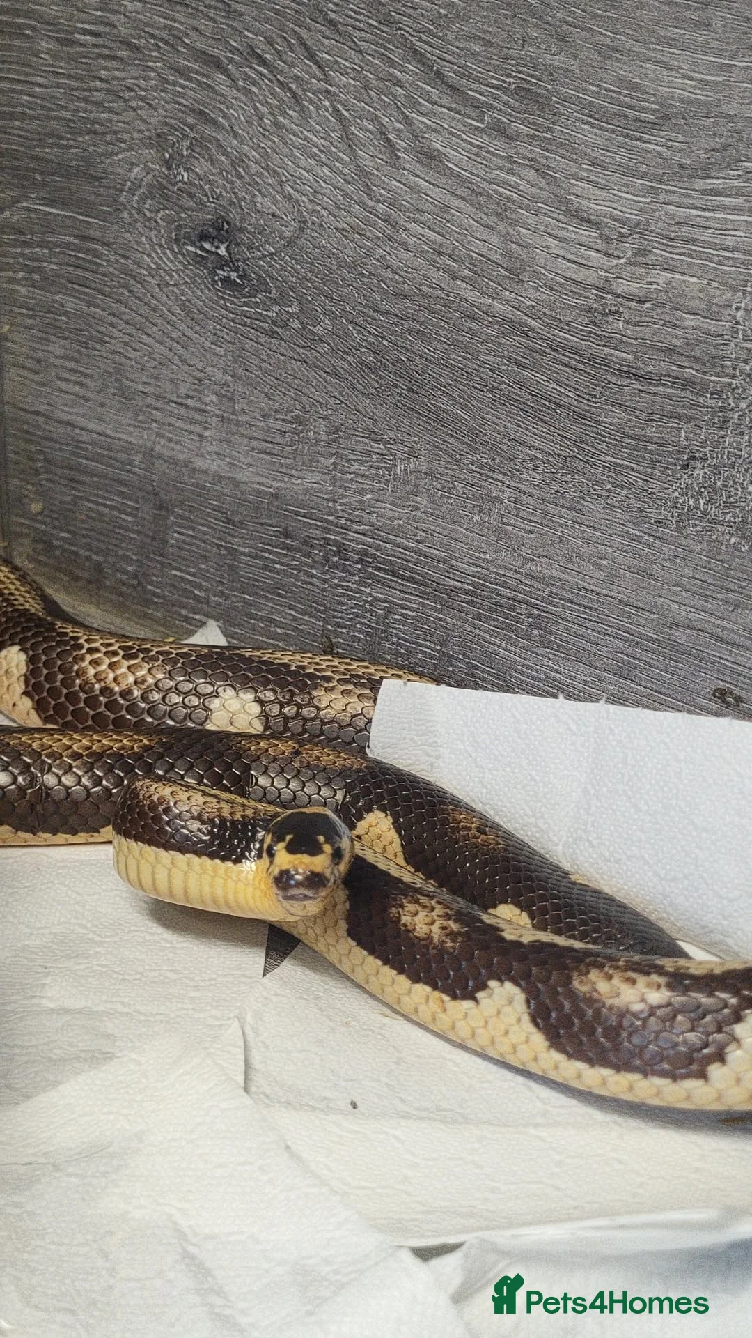 King Snake reptiles for sale: Hybrid california king x corn snake.  - Advert 1