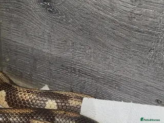 King Snake reptiles Hybrid california king x corn snake. in London - Advert 1