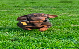 Miniature Dachshund dogs for stud: Proven mini dachshund for stud - Image 3