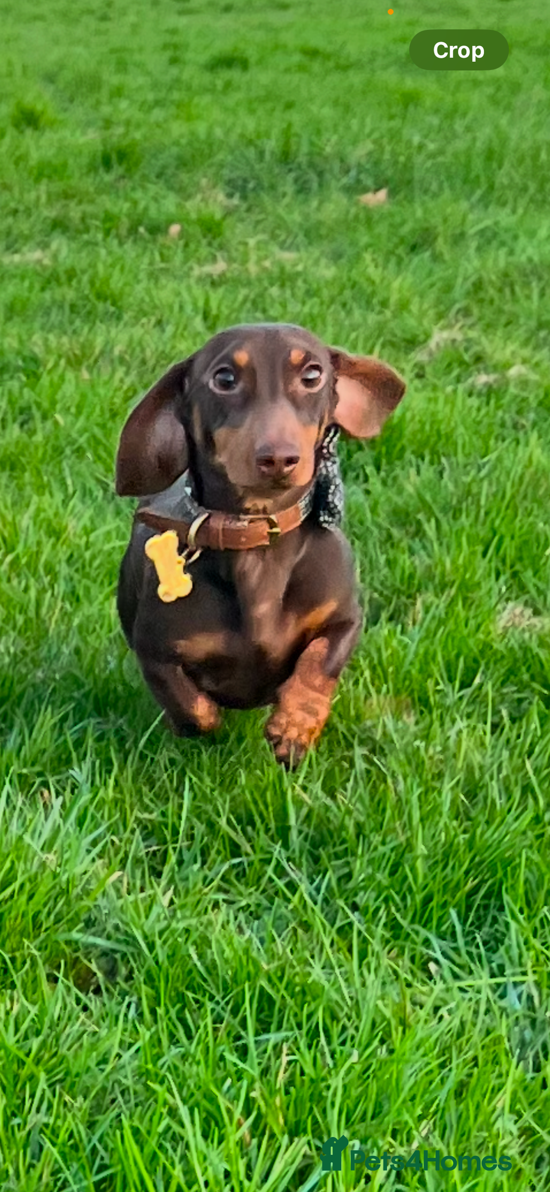 Miniature Dachshund dogs for stud: Proven mini dachshund for stud - Image 3