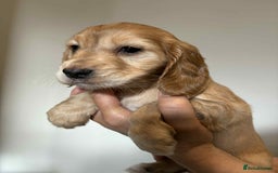 Cocker Spaniel dogs for sale: Pure show type dna health tested KC reg parents  - Image 19