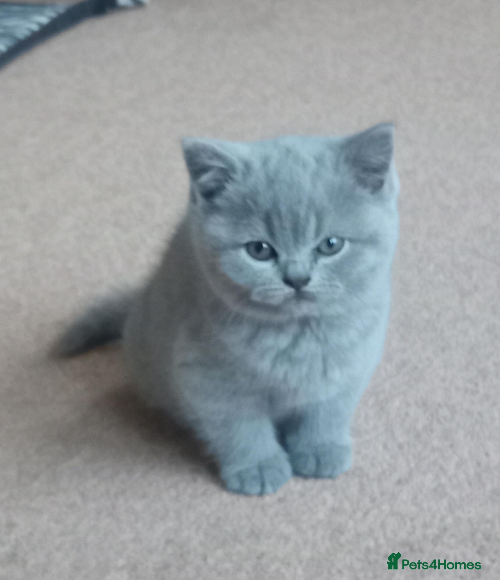 British Shorthair cats Beautiful British short-hair kittens  - Advert 1