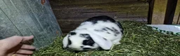 Mini Lop rabbits for sale: Mini lop babies - Advert 2