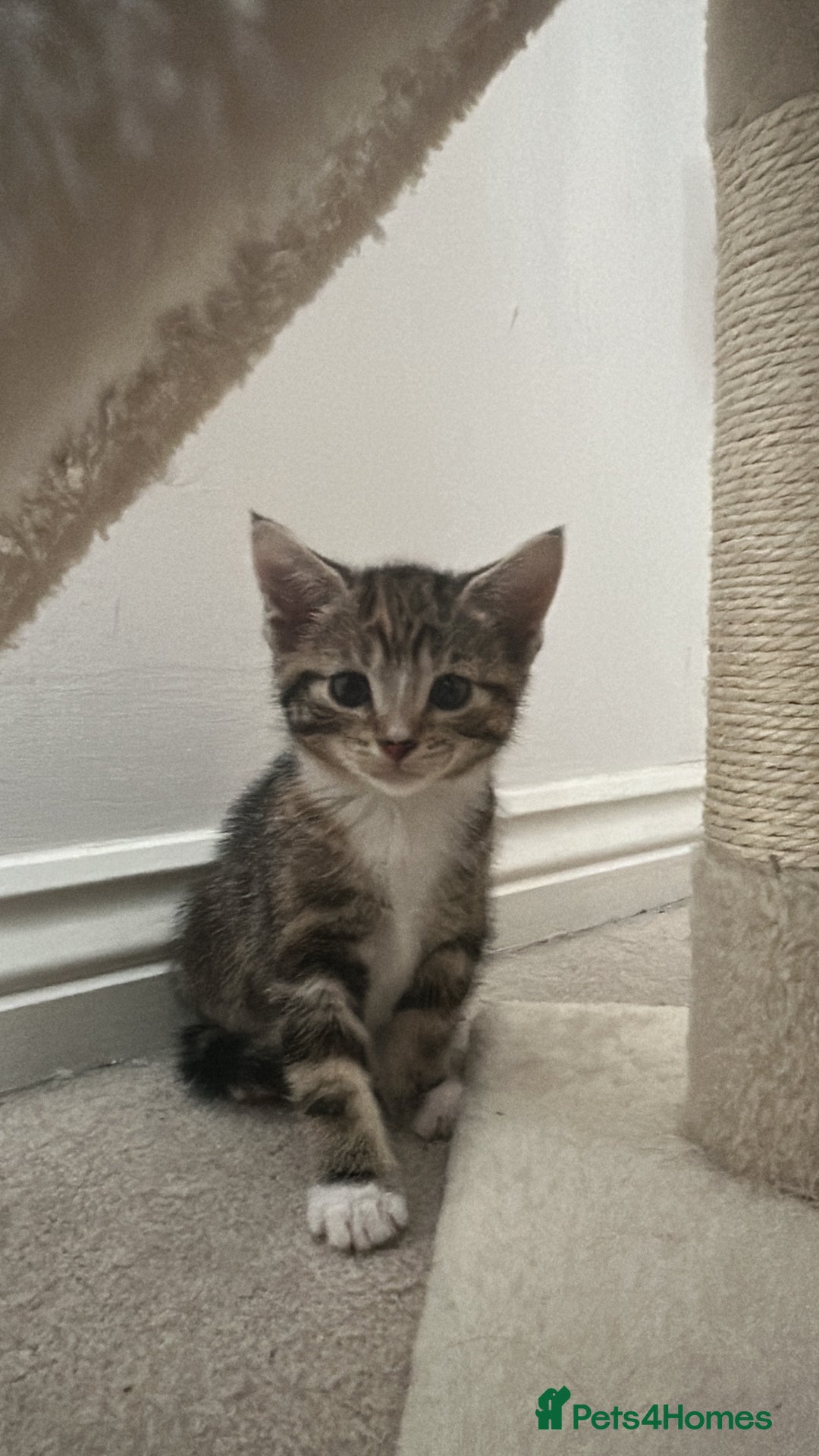 Mixed Breed cats for sale: Beautiful kittens - Image 31