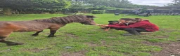 Dartmoor horses for sale: Dartmoor shetland pony  - Advert 3