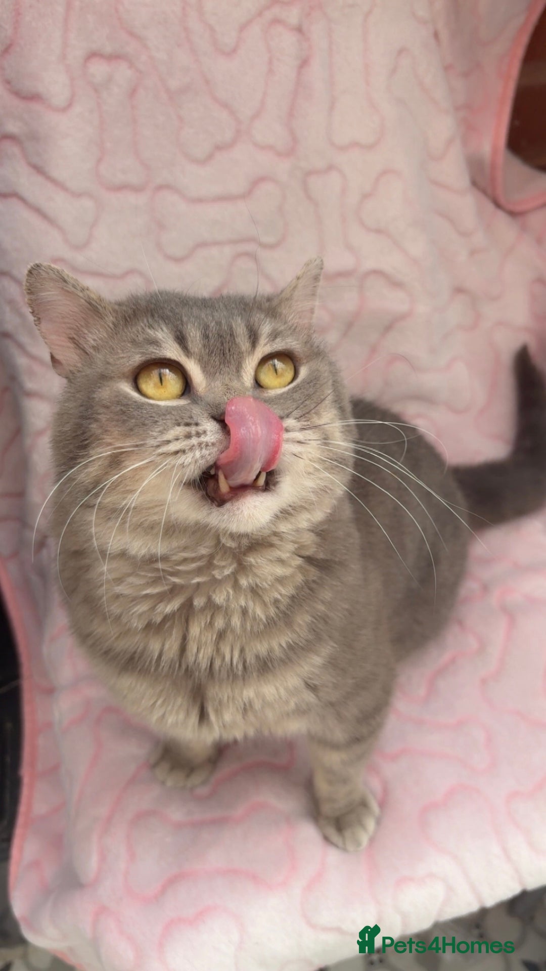 British Shorthair cats for sale: Friendly Male British Shorthair Kitten + Stuff in Birmingham - Image 4