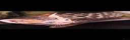 Bengal cats for sale: Family raised Bengal Kittens 🐾 - Advert 3