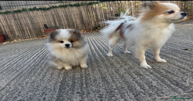 Pomeranian dogs - Advert 6