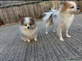 Pomeranian dogs - Advert 6