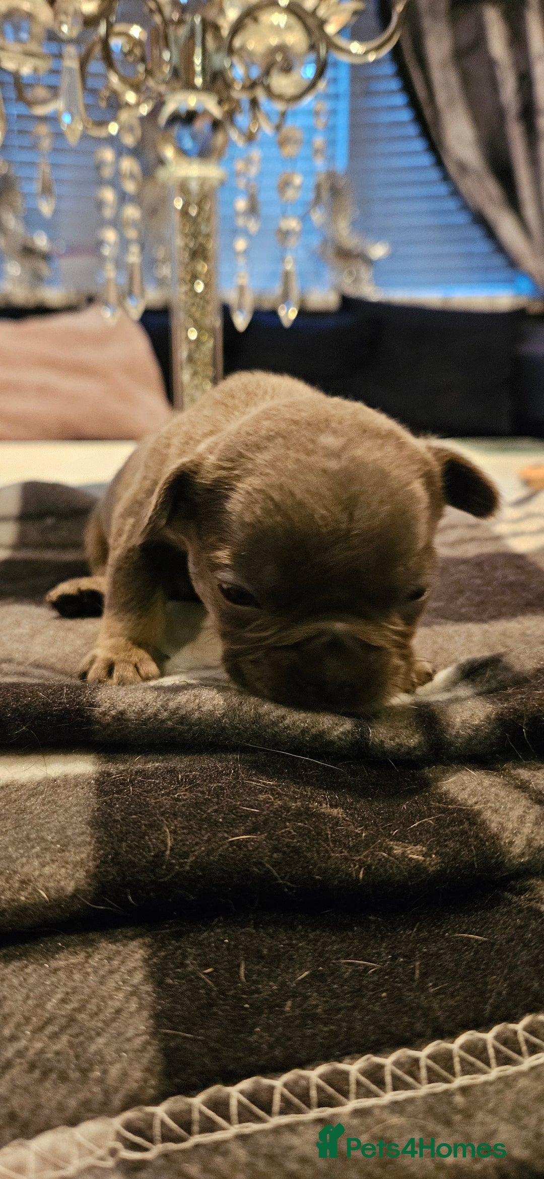 French Bulldog dogs for sale: Kc French bulldog  - Advert 6