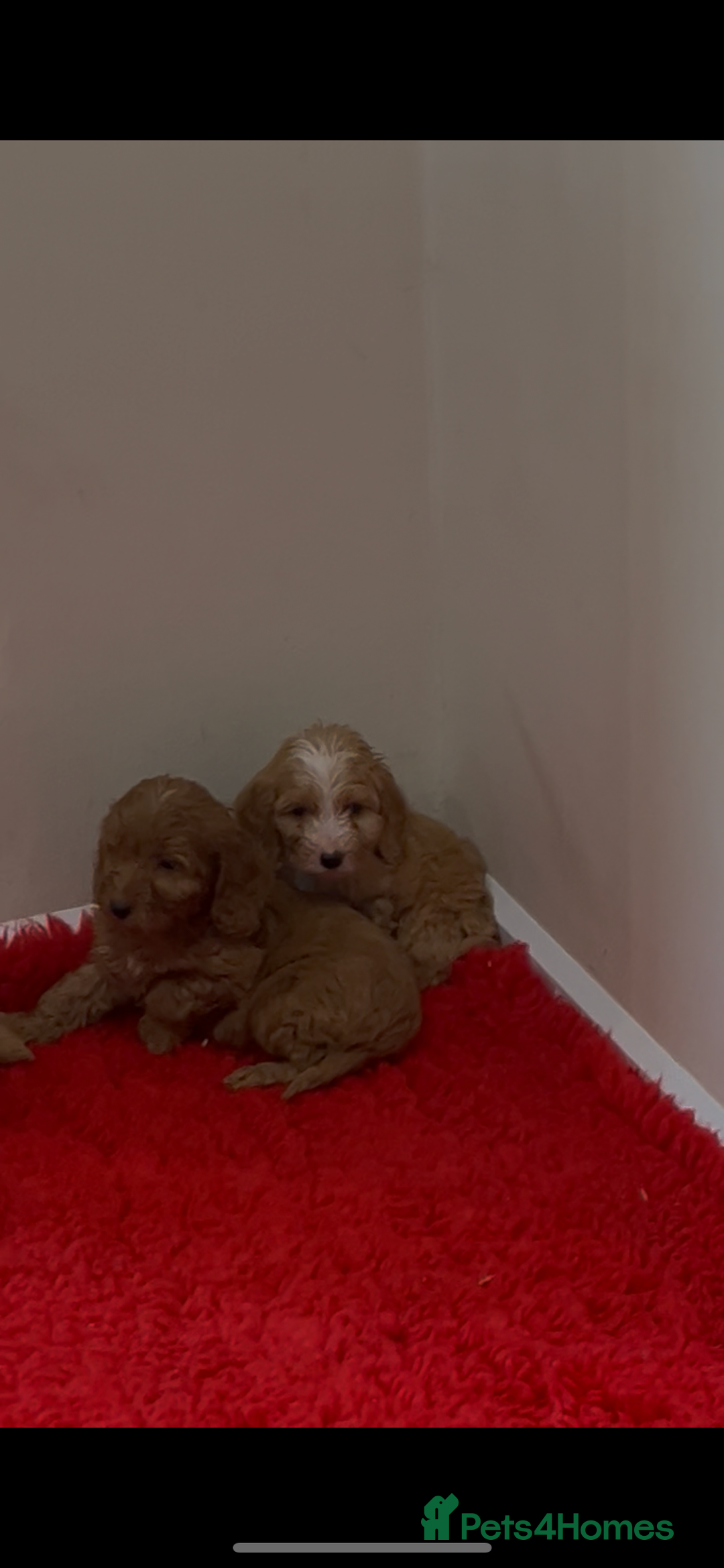 Cockapoo dogs for sale: Beautiful hereditary healthy male pups - Advert 16