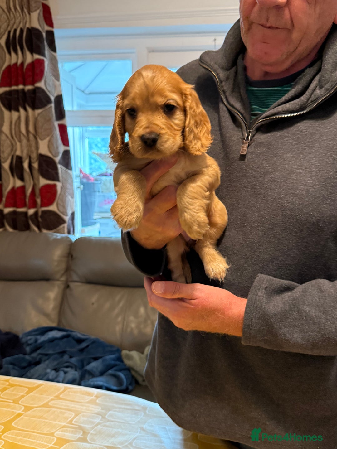 Cocker Spaniel dogs for sale: Cocker spaniel puppies-show type - Image 8