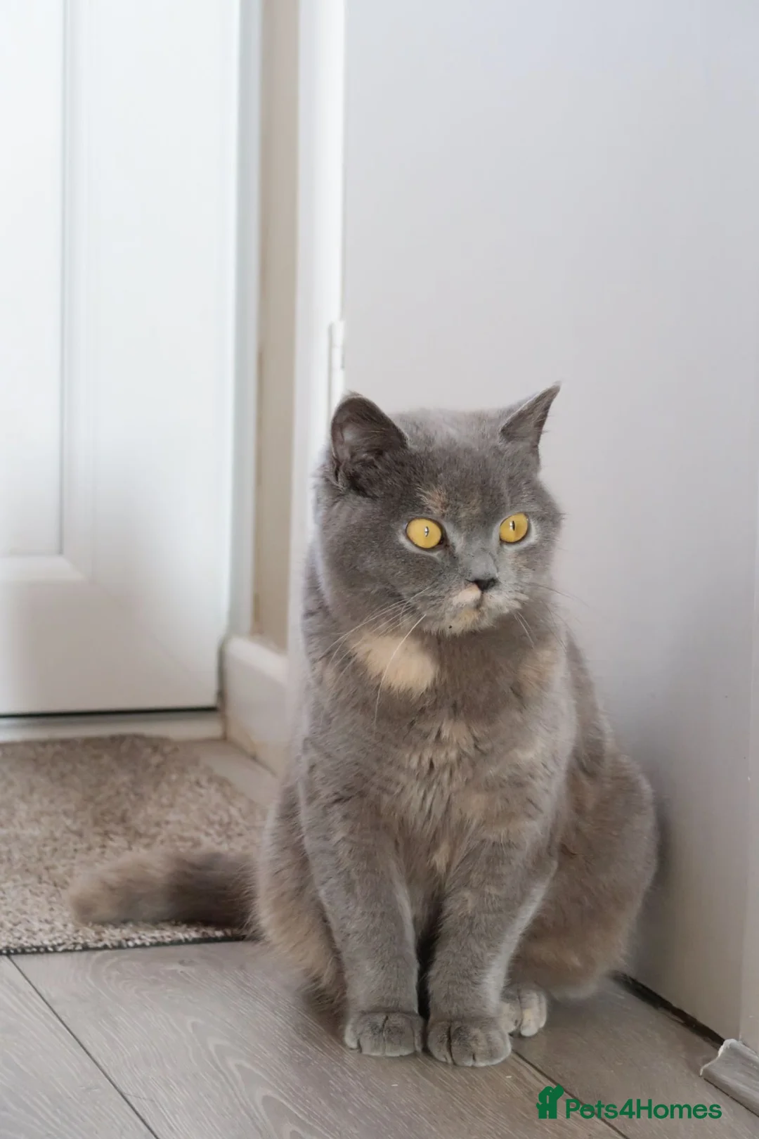 British Shorthair cats for sale: Beautiful Blue cream tortie - Advert 4