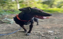 Mixed Breed dogs for adoption: Poppi chocolate Lab cross pointer - Advert 8