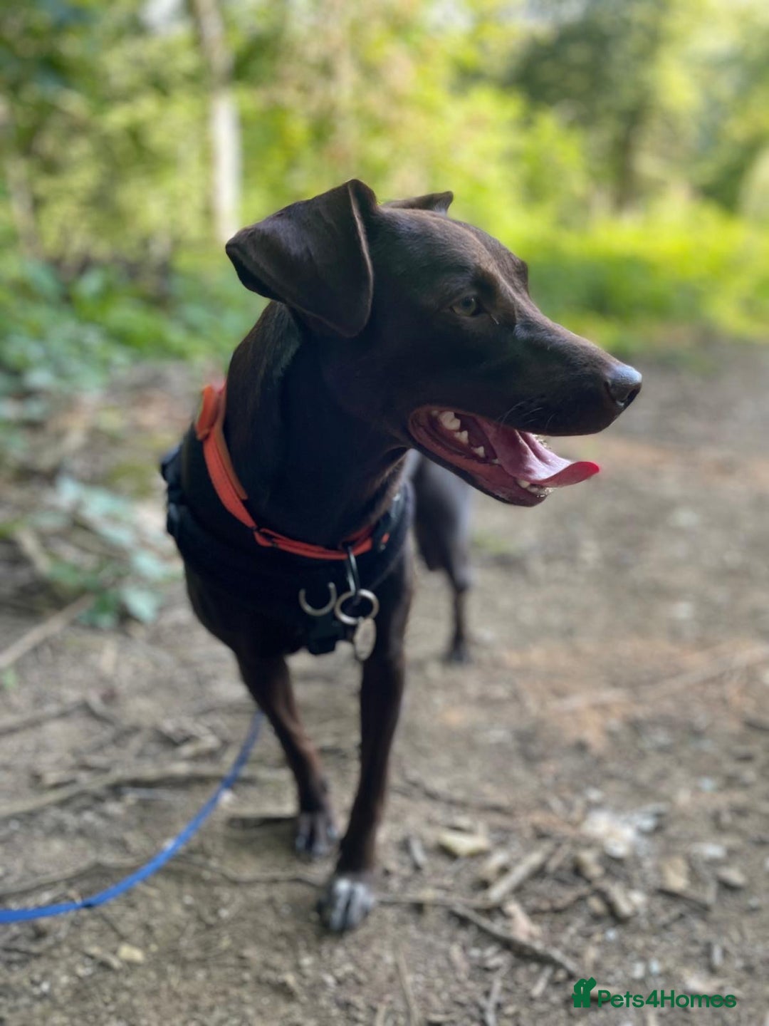 Mixed Breed dogs for adoption: Poppi chocolate Lab cross pointer - Advert 8