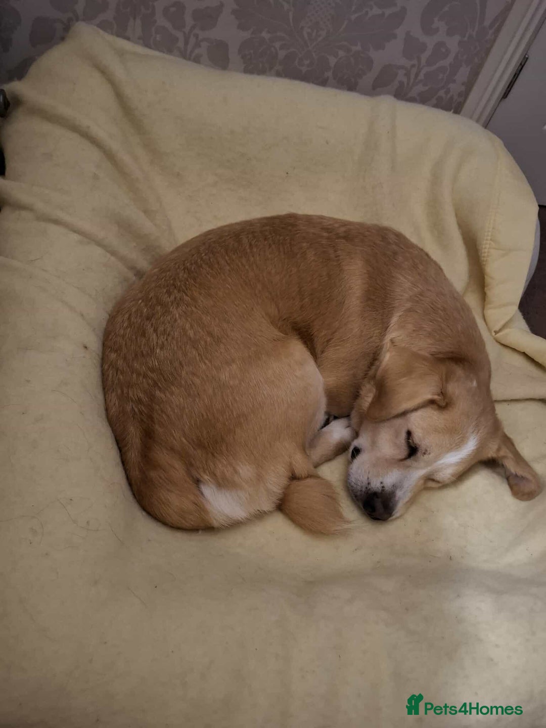 Mixed Breed dogs for adoption: Beloved Bailey - Advert 5