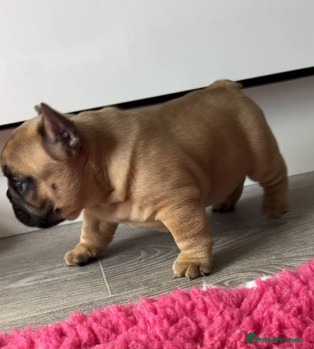 French Bulldog dogs for stud: Denzel- Open for Stud- PROVEN. Son of Super Ted  in Gillingham - Advert 28