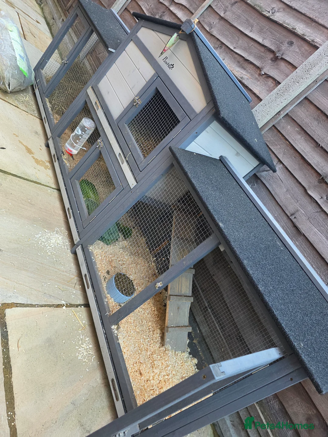 Guinea Pig rodents for sale: 2 Friendly Bonded Male Guinea Pigs & Outdoor Hutch - Advert 4