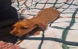 Mixed Breed dogs for sale: Beautiful dachshund mix puppies  - Image 2