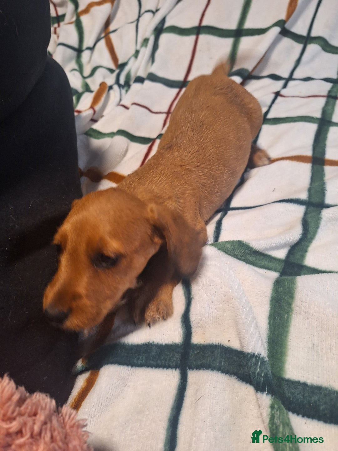 Mixed Breed dogs for sale: Beautiful dachshund mix puppies  - Image 2