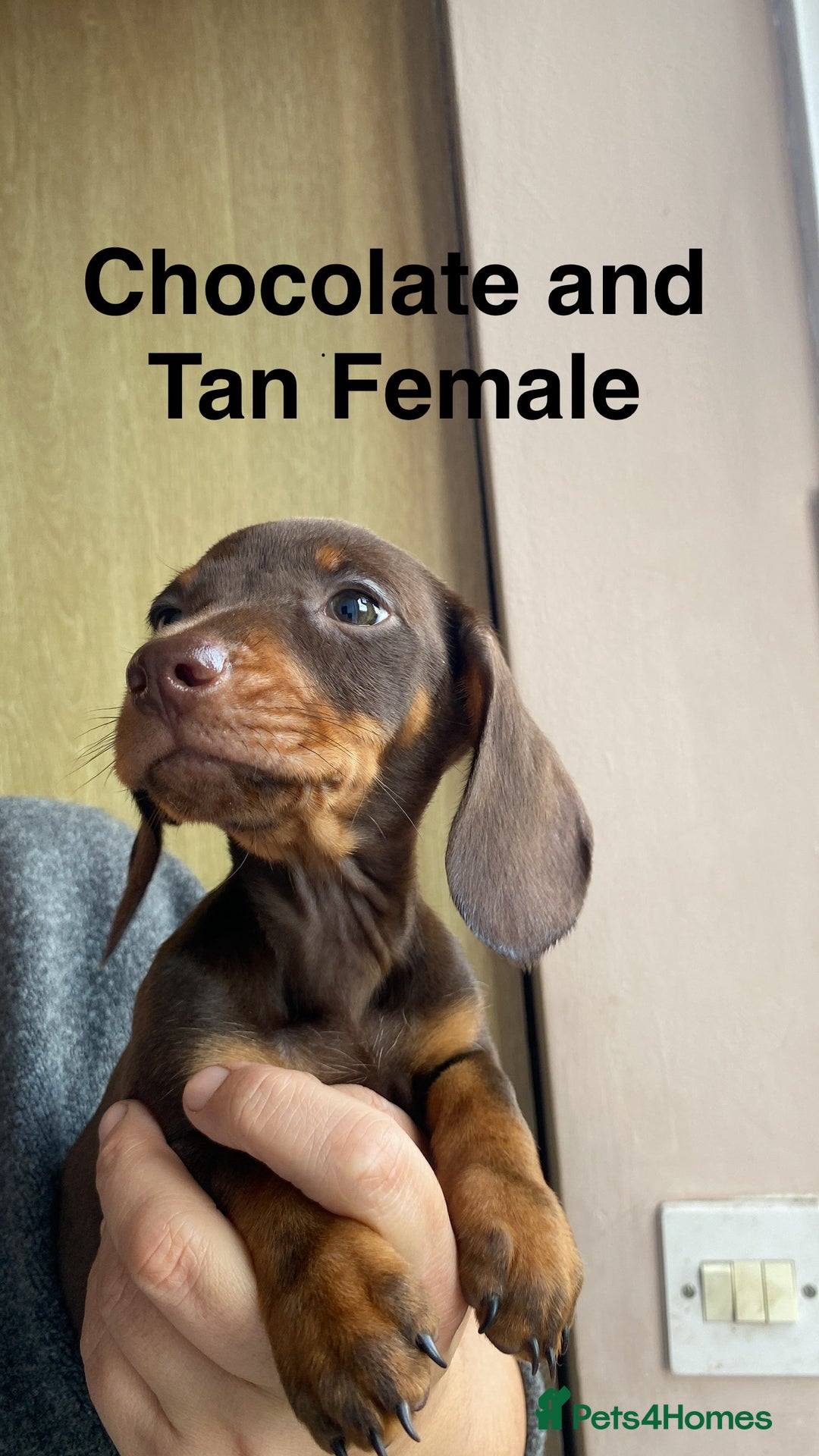 Dachshund dogs for sale: Miniature Dachshund Puppies ⭐️one male left  ⭐️ - Advert 21