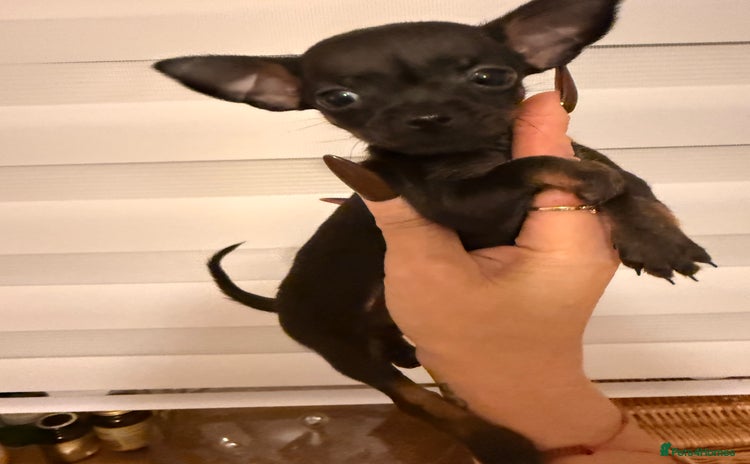 Chihuahua dogs Beautiful little Chi ready to go next week🐾 - Advert 6
