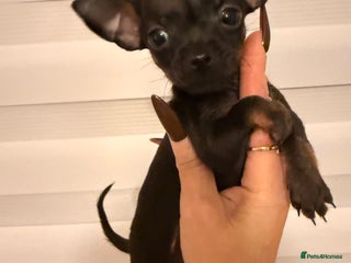 Chihuahua dogs Beautiful little Chi ready to go next week🐾 - Advert 5
