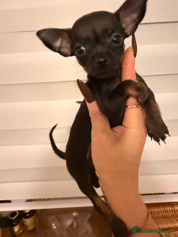 Chihuahua dogs Beautiful little Chi ready to go next week🐾 - Advert 1