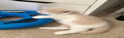 British Shorthair cats for sale: Cream and white male British shorthair  - Advert 8