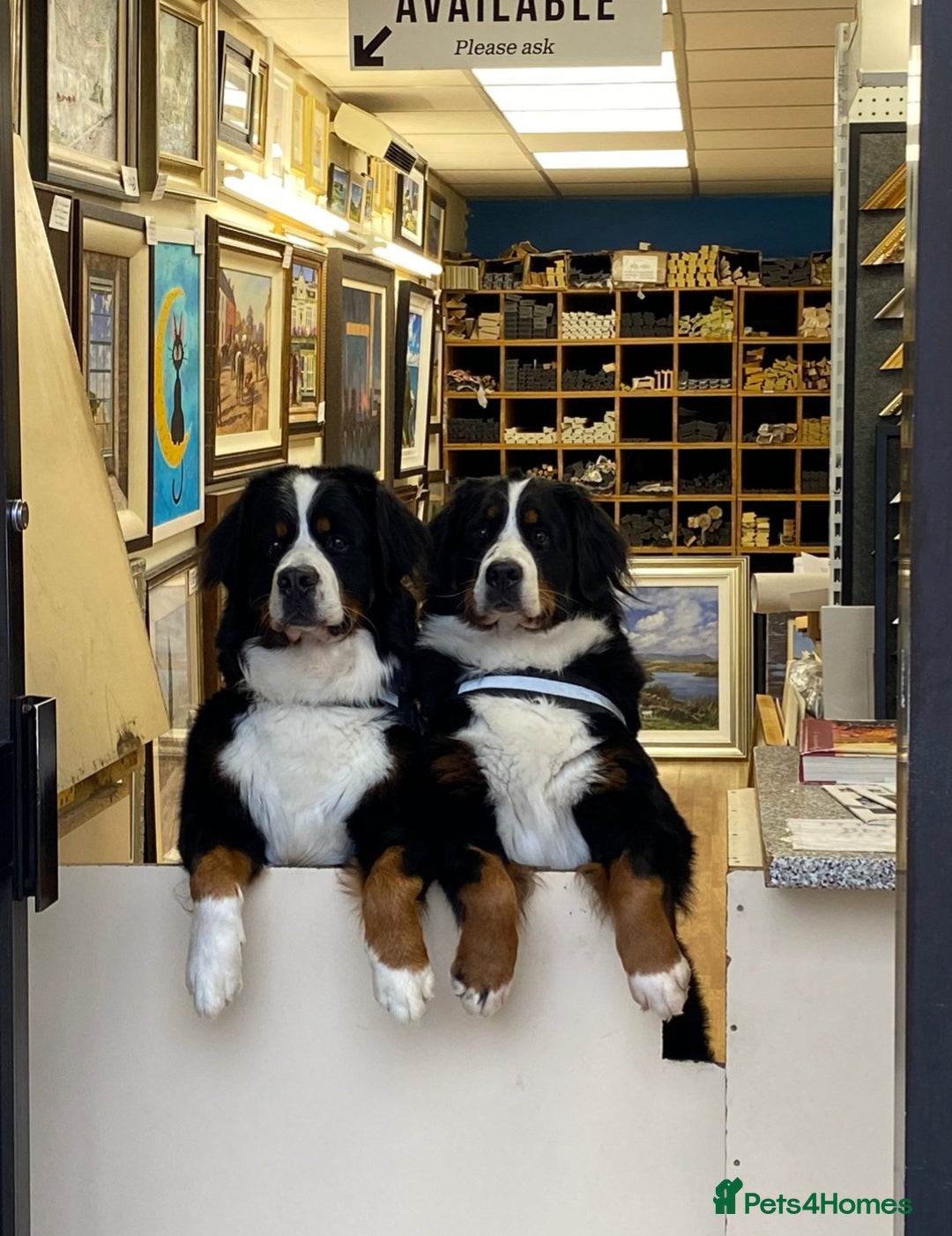 Bernese Mountain Dog dogs for sale: KC registered ENHANCED PEDIGREE  - Advert 2