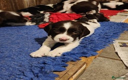 English Springer Spaniel dogs for sale: KC Registered ESS Pups *WELL MARKED* - Image 28