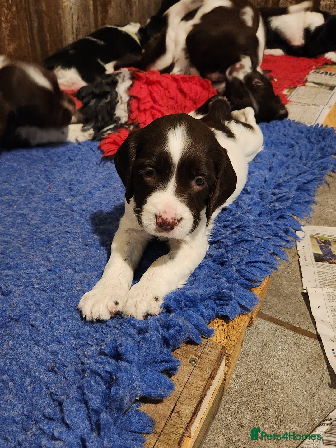 English Springer Spaniel dogs for sale: KC Registered ESS Pups *WELL MARKED* - Image 28