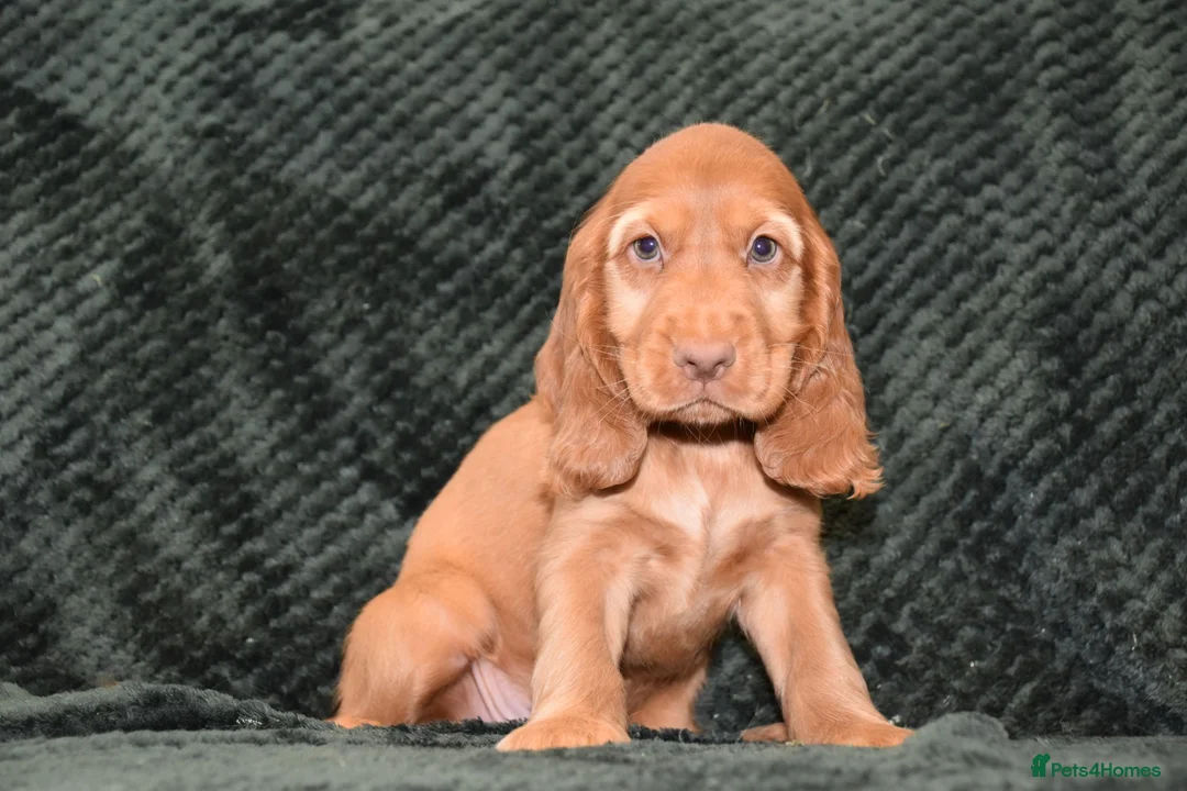 Cocker Spaniel dogs for sale:  Ready Now Kc Reg Show Type Cocker Spaniel - Advert 2