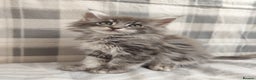 Maine Coon cats for sale: Beautiful Maine Coon Kittens – for Loving Homes - Advert 5