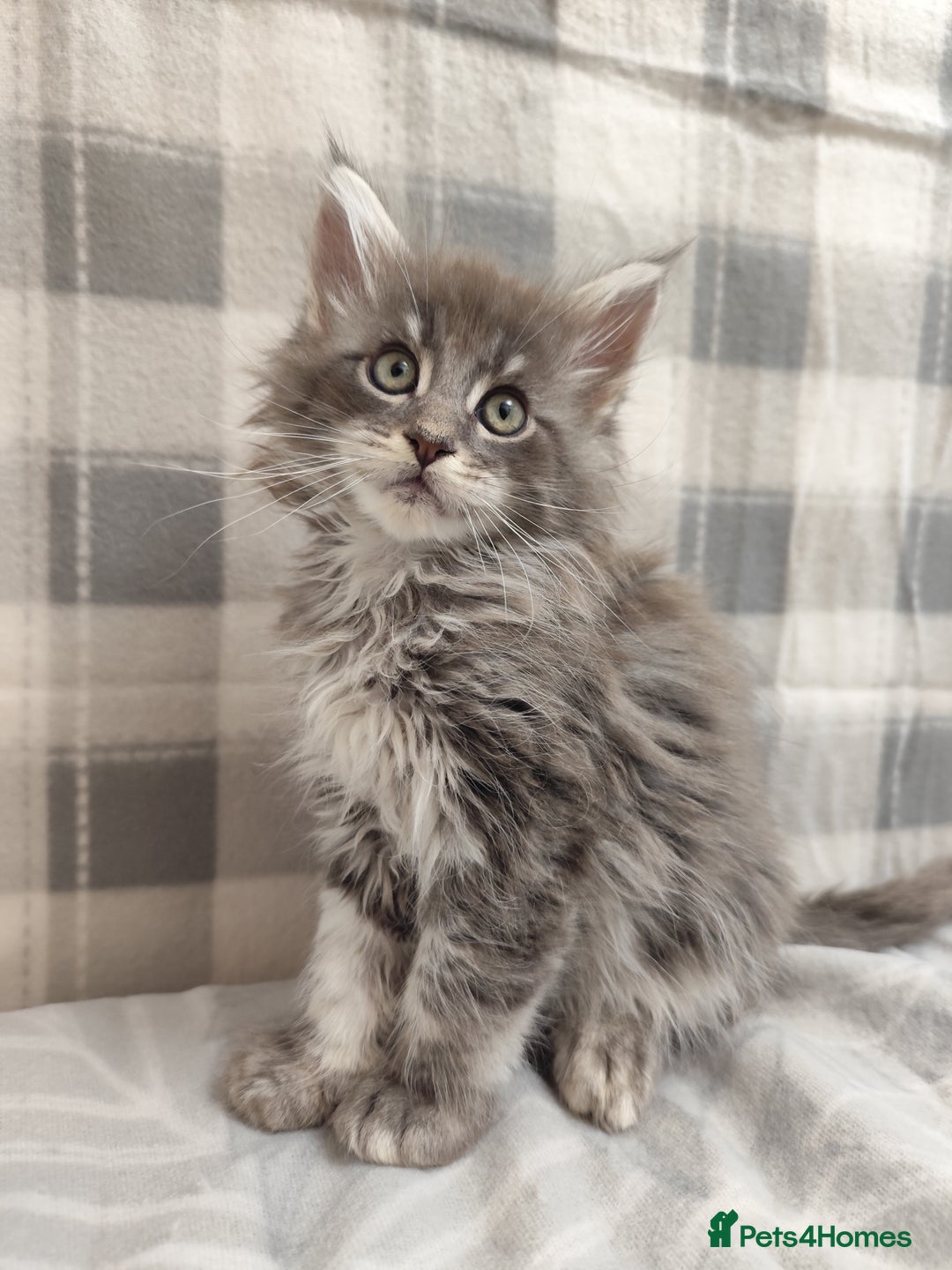 Maine Coon cats for sale: Beautiful Maine Coon Kittens – for Loving Homes - Advert 5