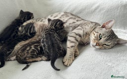 Bengal cats for sale: Bengal Kittens For Sale (Ready To Go - 1 left) - Image 20