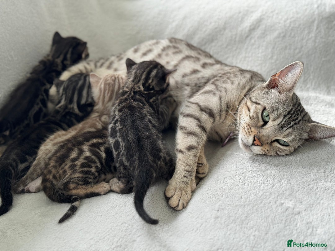 Bengal cats for sale: Bengal Kittens For Sale (Ready To Go - 1 left) - Image 20