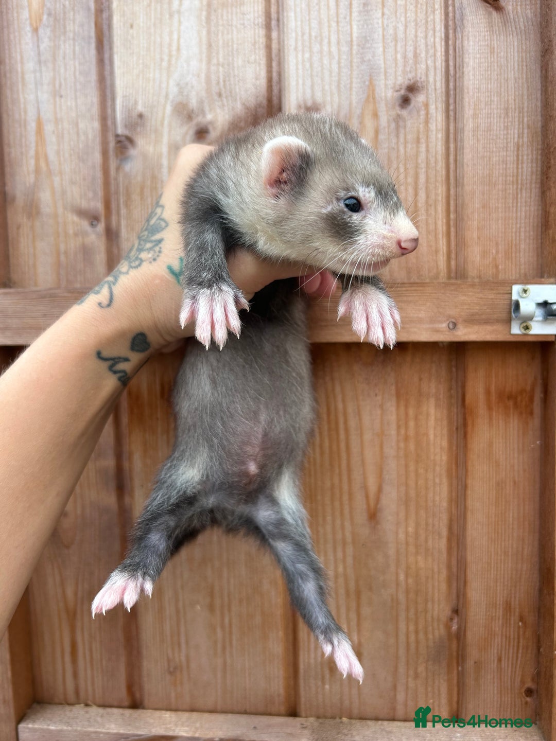 Ferret rodents for sale: 1Hob&jill semi angorasdadspedigree on feritage - Image 2