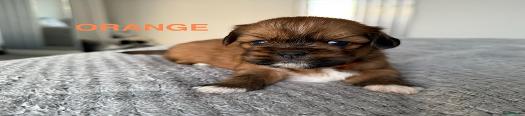 Lhasa Apso Puppy 5