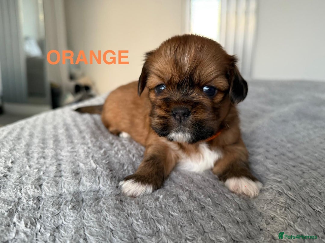 Lhasa Apso dogs for sale: Full Pedigree KC REG LHASA APSO PUPPIES !!! - Image 6