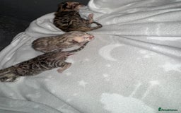 Bengal cats for sale: F1 Bengal Kittens, born 30/07/2025 ready Sept - Image 4