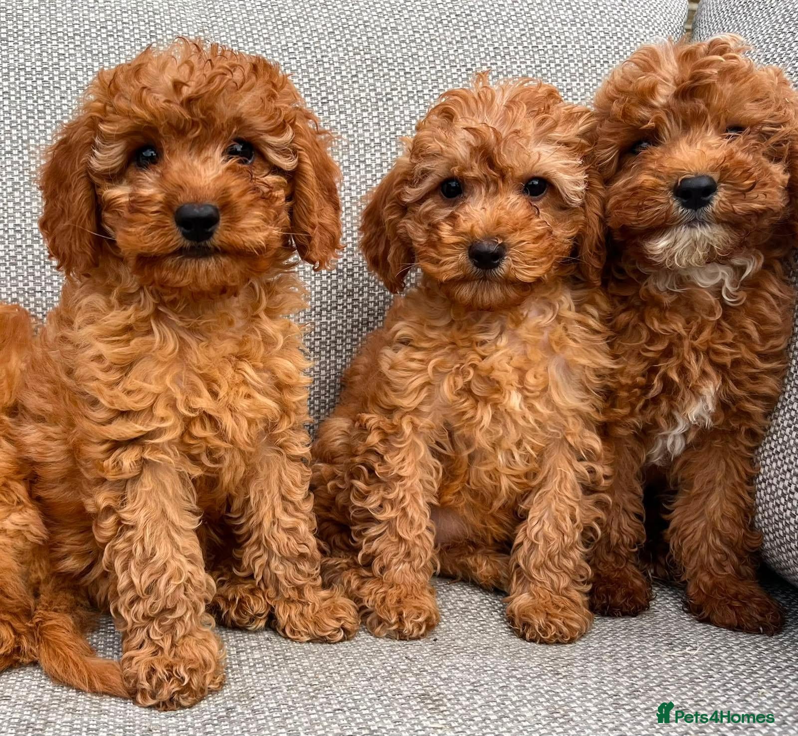 Cavapoo dogs Cava poo puppies for sale  - Advert 2