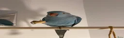 Ringnecks birds for sale: Tia the blue  - Advert 4